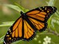 Monarch Butterfly computer wallpaper
