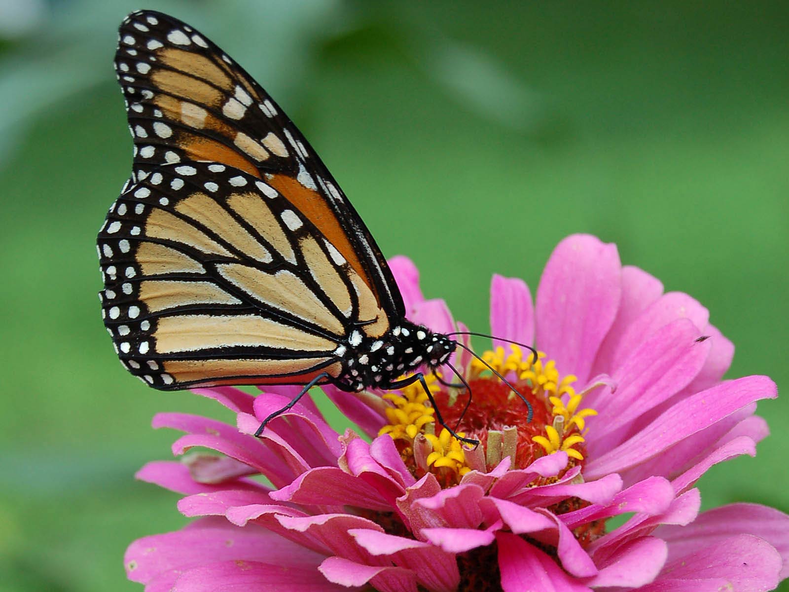 free Monarch Butterfly wallpaper wallpapers and background