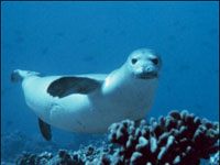 Monk Seal image