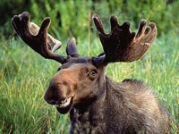 Moose picture