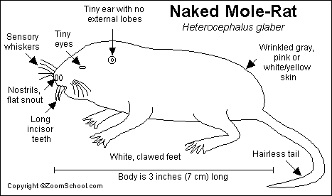 free Naked Mole Rat coloring page