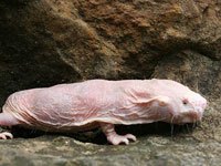 Naked Mole Rat