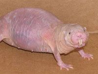 Naked Mole Rat photo