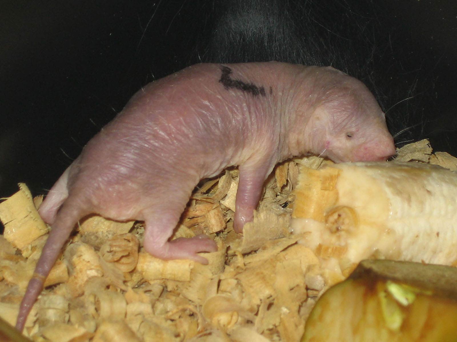free Naked Mole Rat wallpaper wallpapers download