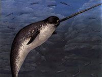 Narwhal in the sea