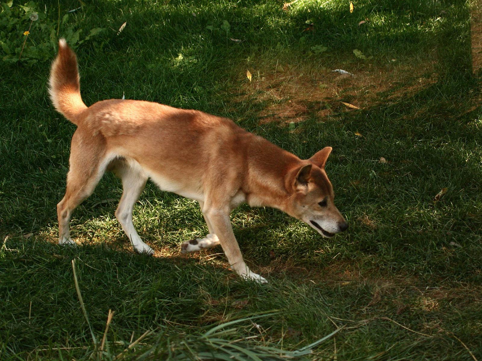 free New Guinea Singing Dog wallpaper wallpapers download