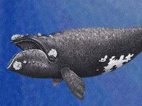 Northern Right Whale image