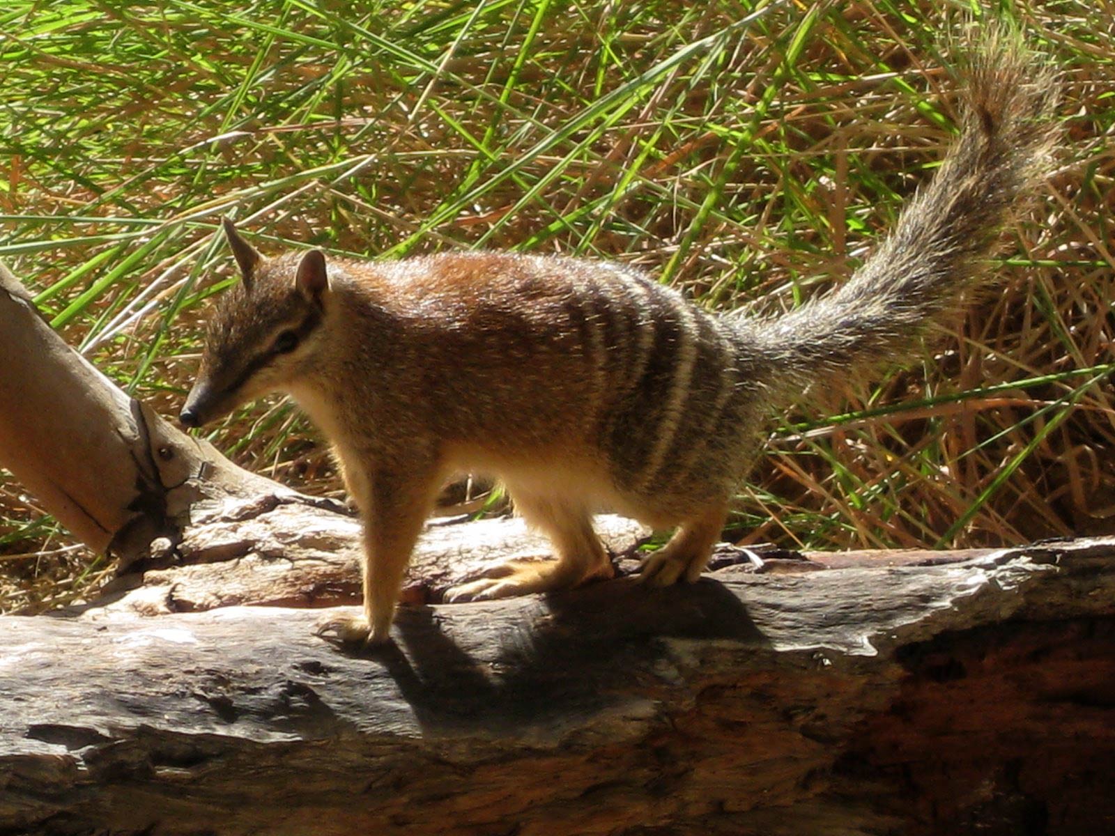 free Numbat wallpaper wallpapers and background