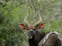 Nyala image