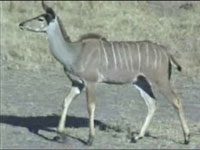 Nyala picture