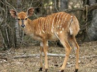 Nyala photo