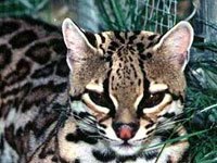 Ocelot picture