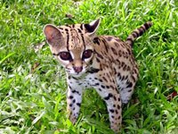 Ocelot baby