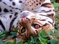 Beautiful Ocelot 