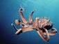 octopus desktop wallpaper