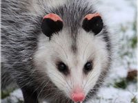 Opossum picture