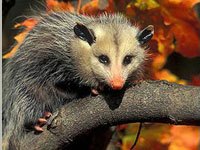 Opossum image