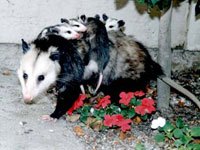 Opossum image