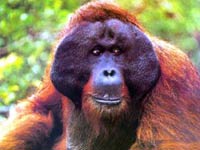 Orangutan picture