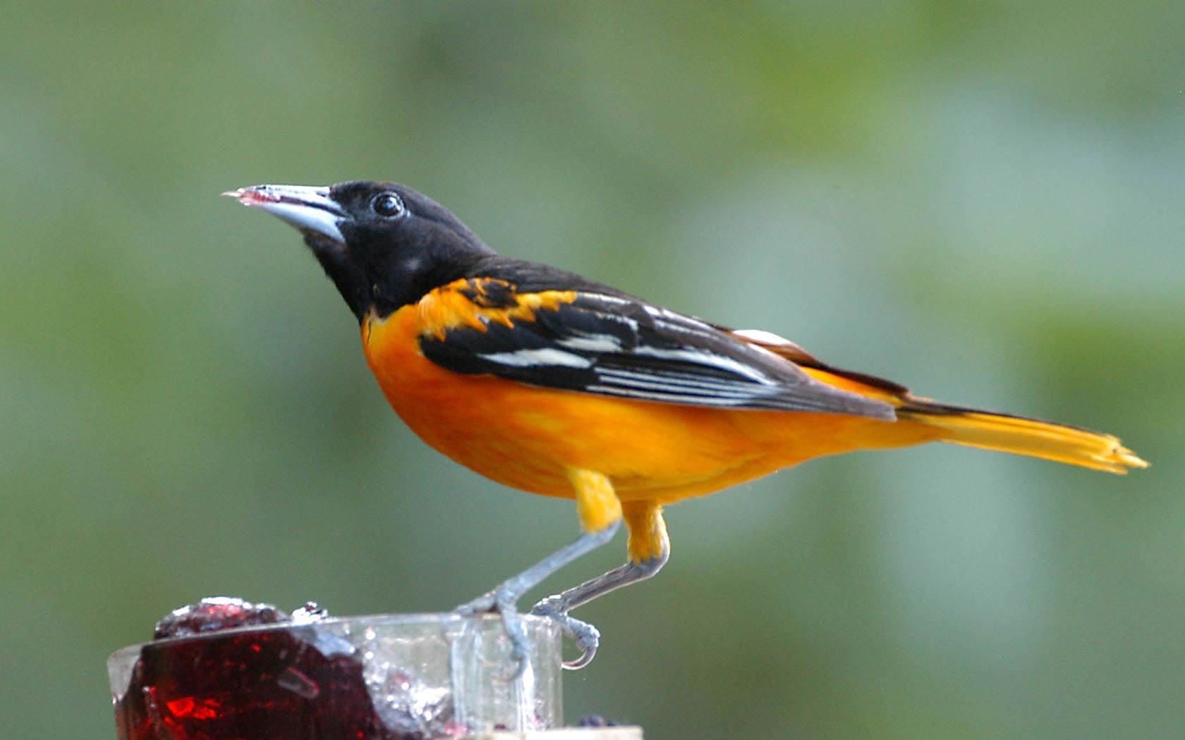 free Oriole wallpaper wallpapers download