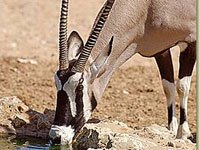 Oryx drinking water