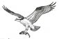 osprey coloring page