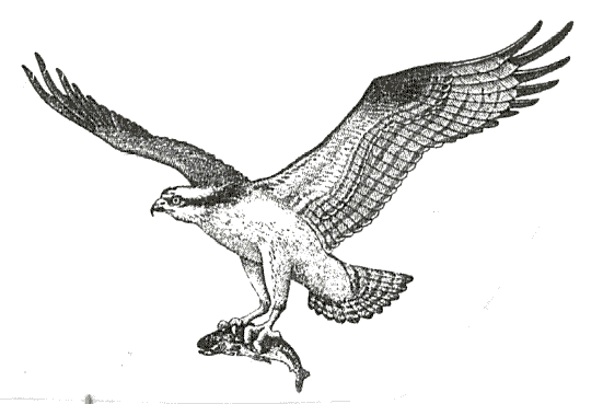 free Osprey coloring page sheet