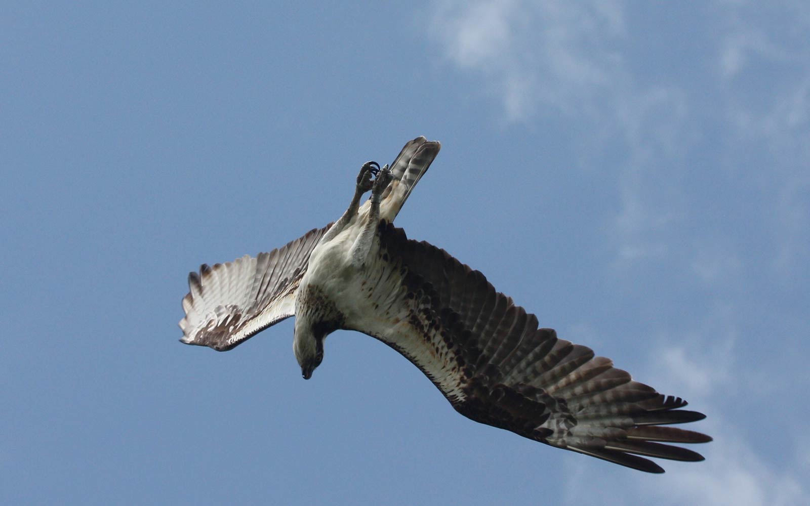 free Osprey wallpaper wallpapers download