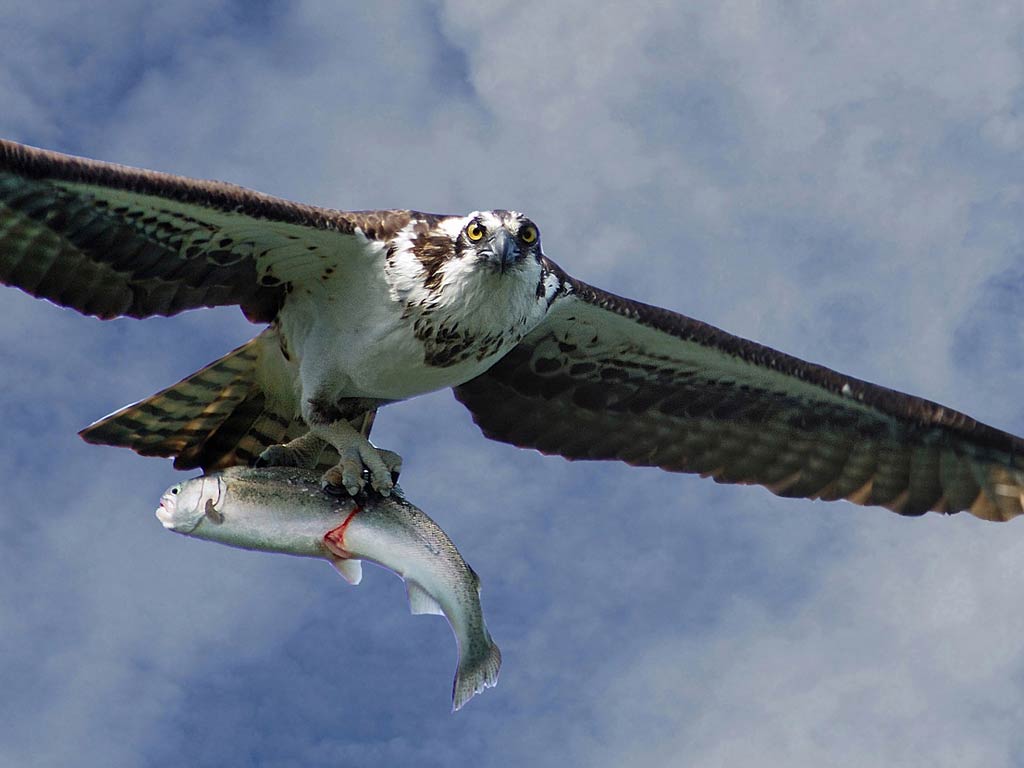 free Osprey wallpaper wallpapers download