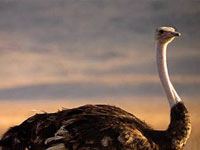 Ostrich image