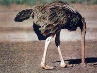 Ostrich with its head in the sand