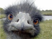 Ostrich image