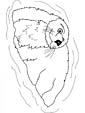 Otter coloring page