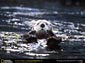 otter desktop wallpaper