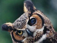 Owls have binocular vision
