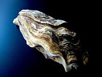 Oyster in the water