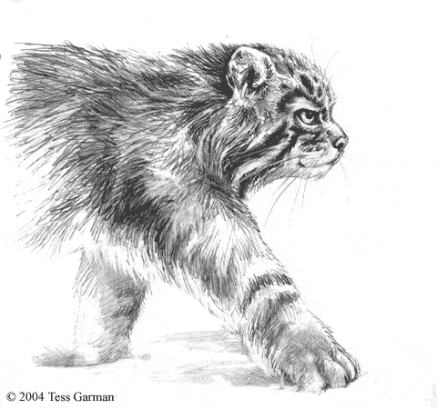Free printable Pallas Cat coloring page