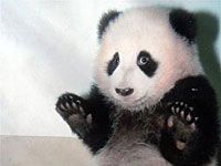 panda image picture