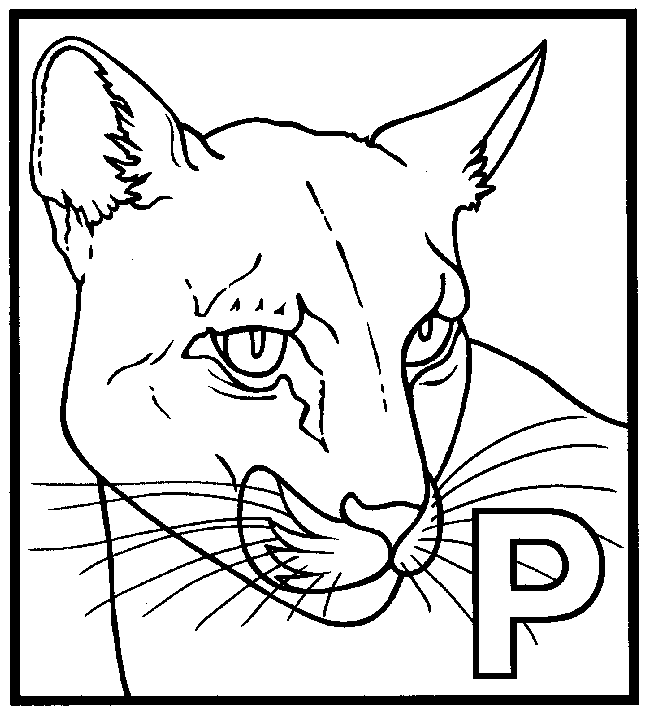 Panther coloring color page sheet free printable