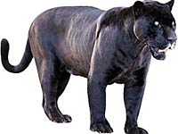 Panther image