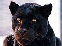 Panther picture