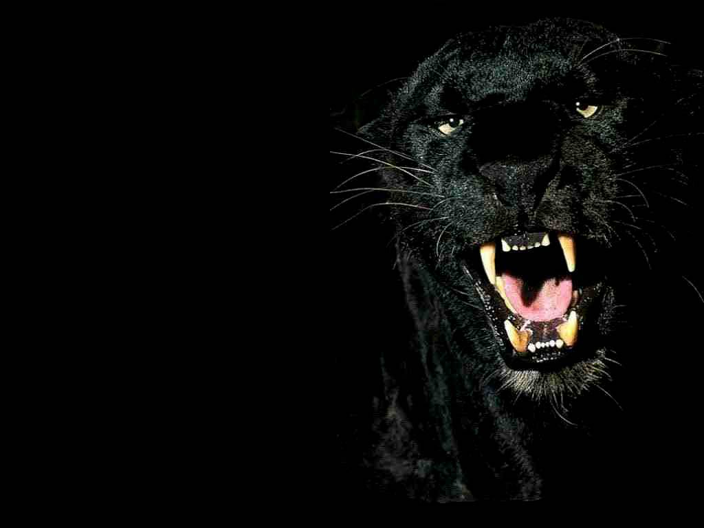 free Panther Wallpapers Panthers download