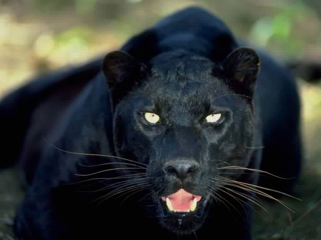 free Panther wallpapers download