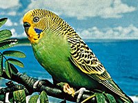Parakeet image
