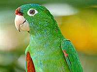 Parakeet image