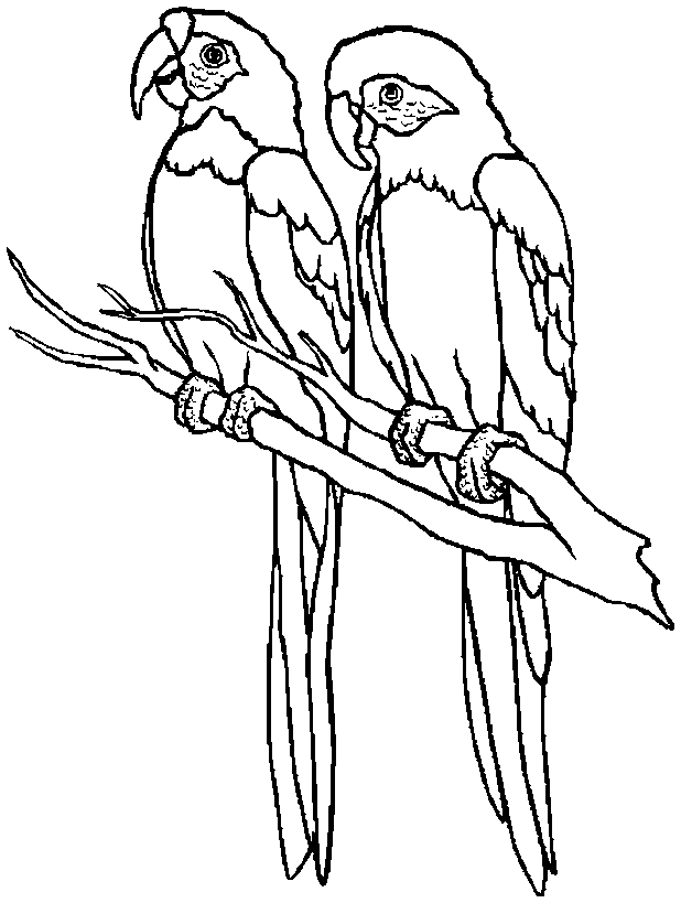 free Parrot coloring page