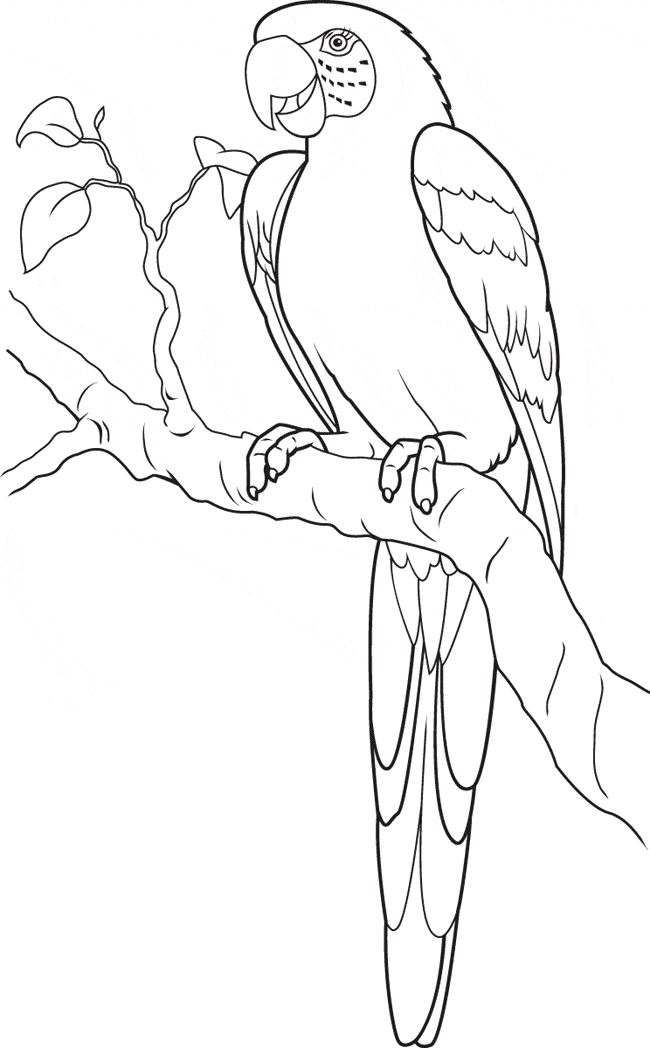 free Parrot coloring page