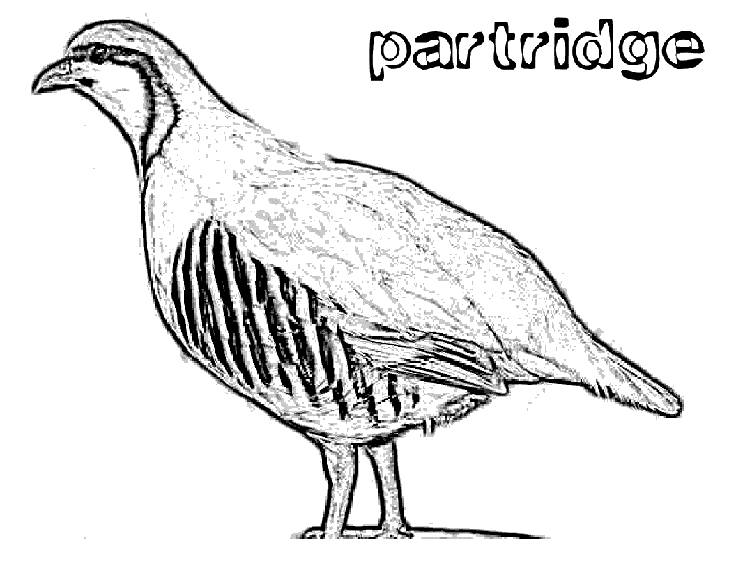 free Partridge coloring color page