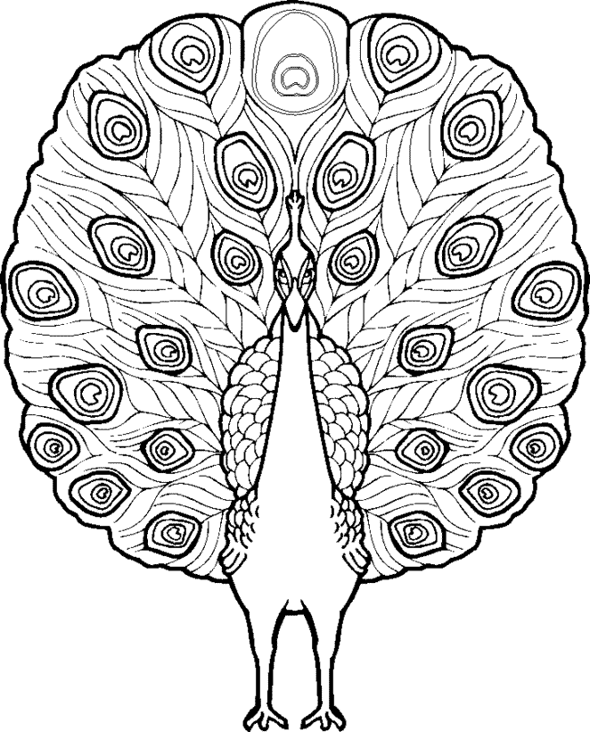 free Peacock coloring page