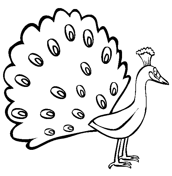 free Peacock coloring page